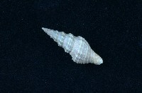 藏品(捲管螺)的圖片